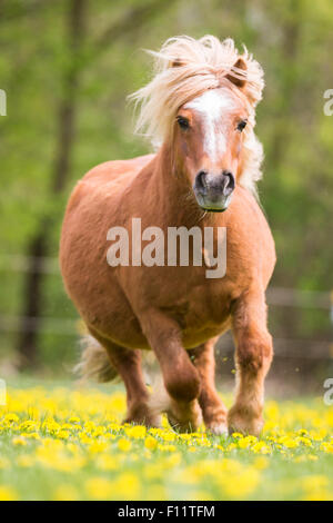 Shetland Pony Chestnut adult galloping pasture Stock Photo