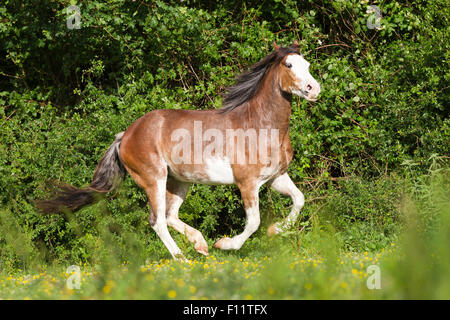 Criollo Strawberry roan mare galloping pasture Stock Photo