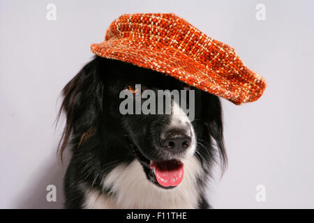 Mixed-breed dog (Border Collie x ?) Portrait adult wearing cap Studio picture against white background Stock Photo