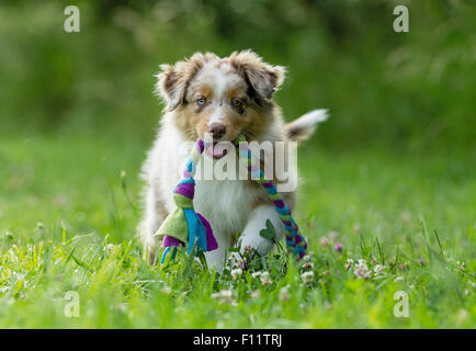 Australian Shepherd Puppy walking meadow while carrying colourful rope Stock Photo