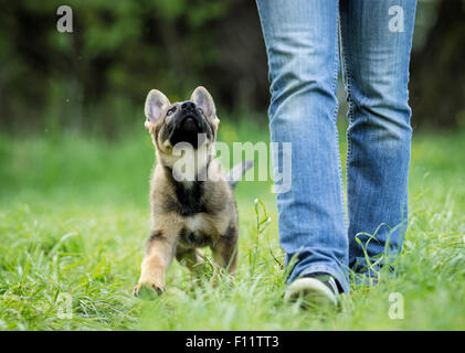 German Shepherd, Alsatian Puppy walking next to person while looking up Stock Photo