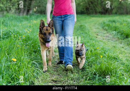 German Shepherd, Alsatian Puppy and adult dog walking next to person Stock Photo