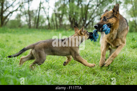 German Shepherd, Alsatian Puppy and adult dog pulling opposite ends toy Stock Photo
