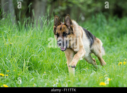 German Shepherd, Alsatian Adult dog running meadow Stock Photo