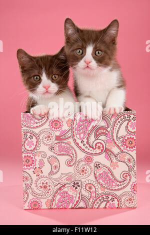 British Shorthair, BKH. Two kittens in a box. Studio picture against pink background Stock Photo