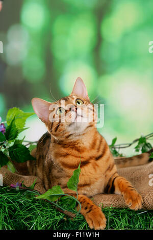 Bengal cat lying blanket grass while looking up Stock Photo