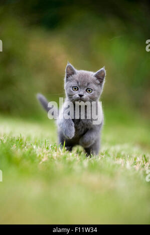 British Shorthair cat, British Blue. Kitten running on a lawn