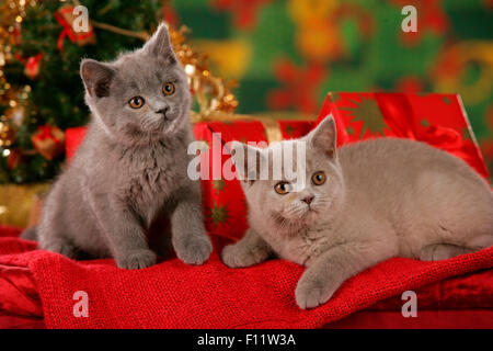 British Shorthair cat. Pair of kittens in Christmas decoration Stock Photo