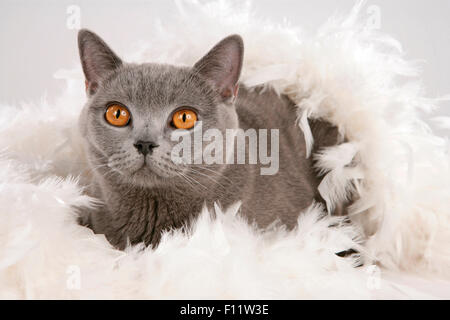 British Shorthair British Blue cat lying white feathers Stock Photo