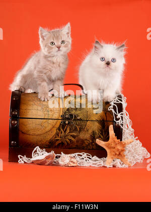 British Shorthair and British Longhair Two kittens treasure chest Studio picture against red background