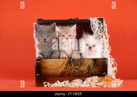 British Shorthair and British Longhair Three kittens treasure chest Studio picture against red background Stock Photo