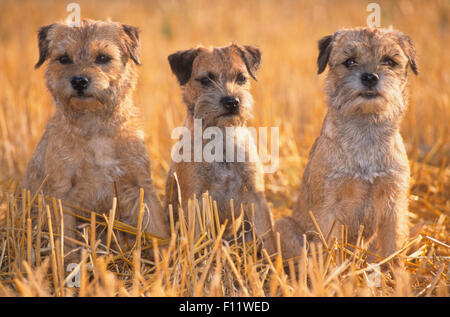 Border terrier Three dogs sitting stubble field Stock Photo