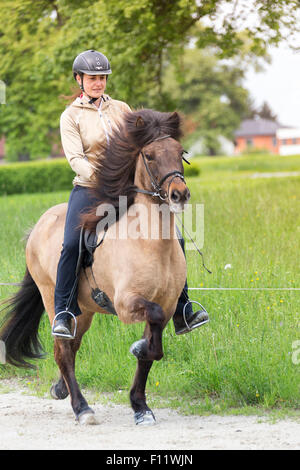 Islandic Horse Mare rider at the toelt Austria Stock Photo