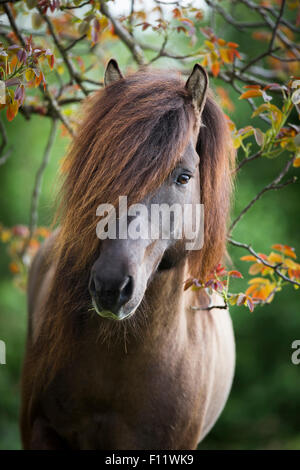 Islandic Horse Portrait stallion Austria Stock Photo