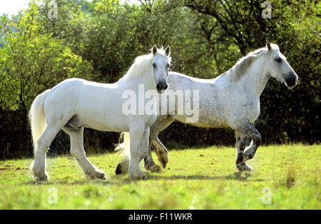 Percheron Pair gray horses pasture Stock Photo