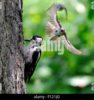 To protect its nest Pied Flycatcher attacks Great Spotted Woodpecker Stock Photo