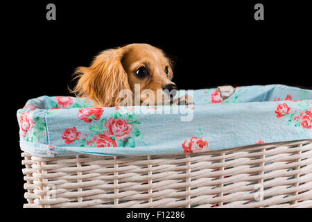 Cavapoo puppy looks out of a fabric-lined white wicker basket with a black background Stock Photo