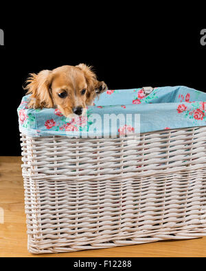 Cavapoo In Basket Cavapoo puppy looks out of a fabric-lined white wicker basket with a ...
