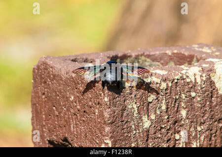 Carpenter bee (Xylocopa varipuncta),black Insect Stock Photo