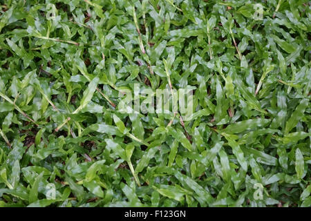 Blanket grass, Axonopus compressus, prostrate plants in a Bangkok lawn, Thailand Stock Photo