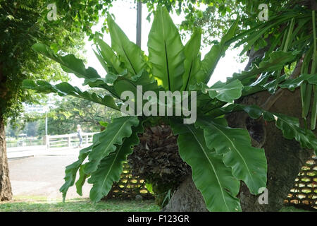 A bird's-nest fern, Asplenium  nidus, epiphytic on a tree in Lumpini Park, Bangkok, Thailand Stock Photo
