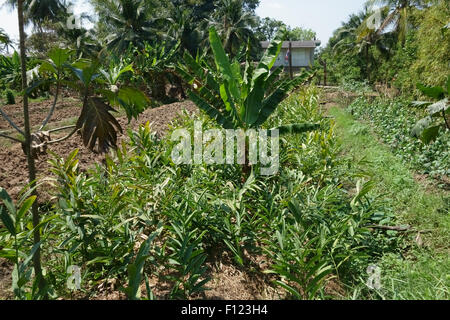 Root ginger intercropped with banana plants and papaye on raised vegetable beds with irrigation canals on Koh Kret, Bangkok, Tha Stock Photo