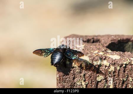 Carpenter bee (Xylocopa varipuncta),black Insect Stock Photo