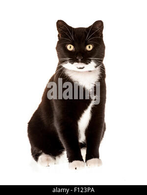Tuxedo black and white cat looking out the window Stock Photo - Alamy
