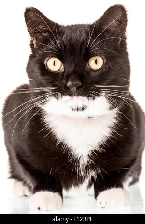 Front view of a domestic black and white cat shot on a white studio background. Stock Photo