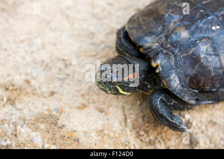 A red-eared slider turtle, Trachemys scripta elegans, resting at the sand Stock Photo