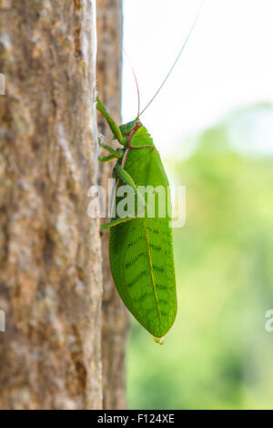 grasshopper macro on tree in nature Stock Photo