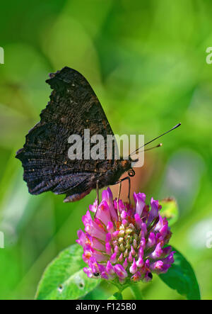 Peacock butterfly (Inachis io) feeding on a flower of clover Stock Photo