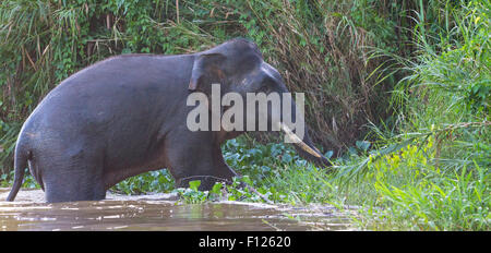 Adult male Borneo Pygmy Elephant (Elephas maximus borneensis) swimming in the Kinabatangan River, Sabah, Malaysia