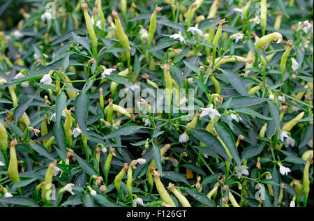 prairie fire hot chilli plant Stock Photo