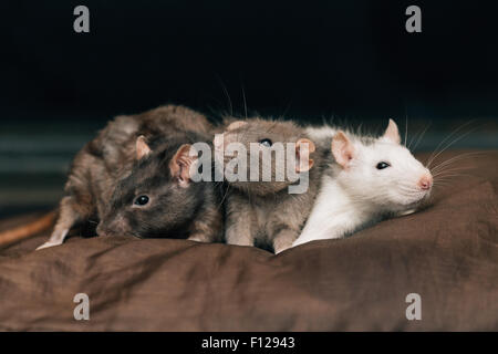 Domesticated pet rats Stock Photo