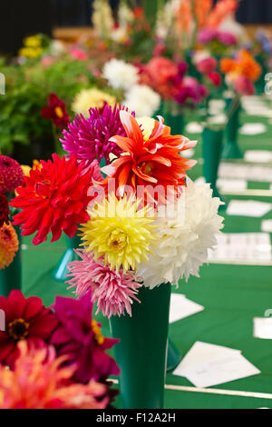 Dahlia Flowers awaiting Judging in Village Show Stock Photo