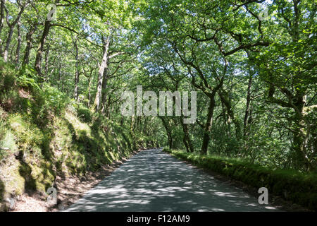 Canopy of trees over and English country road Stock Photo
