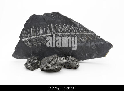 Coal with fern fossil in shale rock Stock Photo