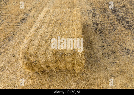 Large bale of freshly harvested wheat lying in the agricultural field amongst the stubble of the plants waiting to be collected Stock Photo