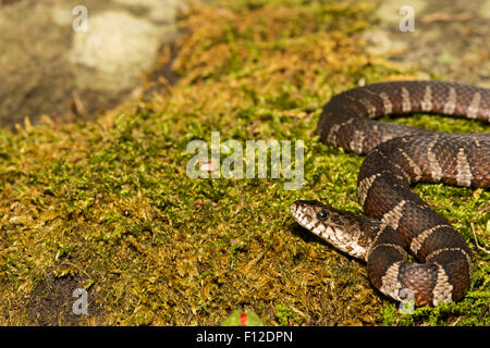 Baby Northern Water Snake - Nerodia Sipedon Stock Photo - Alamy