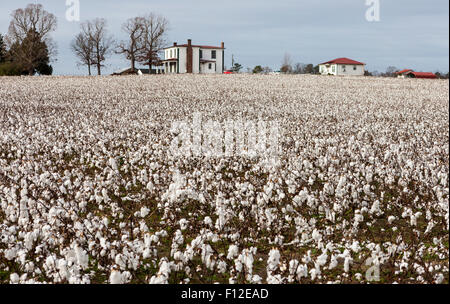 Cotton field and farm house in Emporia, Virginia, USA Stock Photo