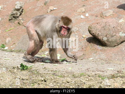 Mature male Japanese macaque or Snow monkey (Macaca fuscata) walking by at close range Stock Photo