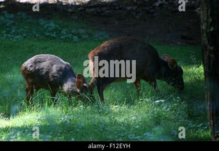 Pair of grazing Southern Pudú deer (Pudu puda), native to the lower ranges of the southern Andes of Chile and Argentina Stock Photo