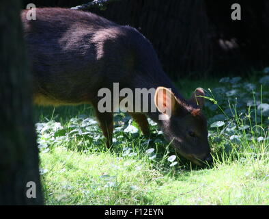 Southern Pudú deer (Pudu puda), native to the lower ranges of the southern Andes of Chile and Argentina Stock Photo