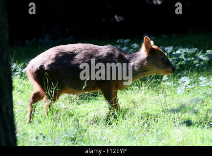 Southern Pudú deer (Pudu puda), native to the lower ranges of the southern Andes of Chile and Argentina Stock Photo