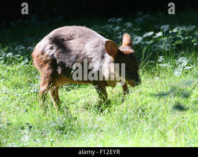 Southern Pudú deer (Pudu puda), native to the lower ranges of the southern Andes of Chile and Argentina Stock Photo