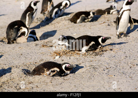 African penguin colony nesting on sandy beach