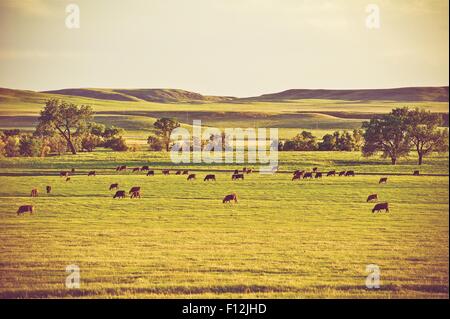 Cows on Summer Pasture in California, United States. Stock Photo