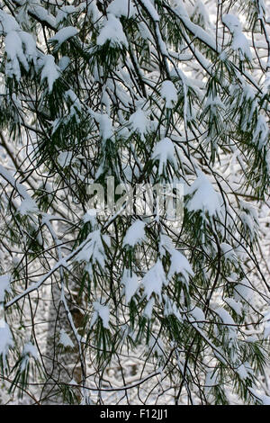 Close shot of pine tree branches heavily laden with snow in winter Stock Photo