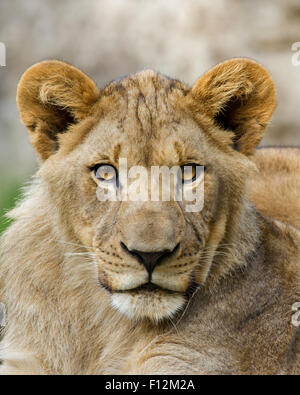 A portrait of a young lion roughly 1 year old.